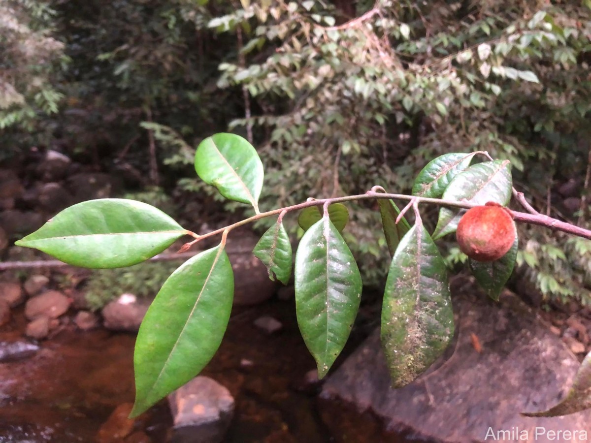 Diospyros hirsuta L.f.